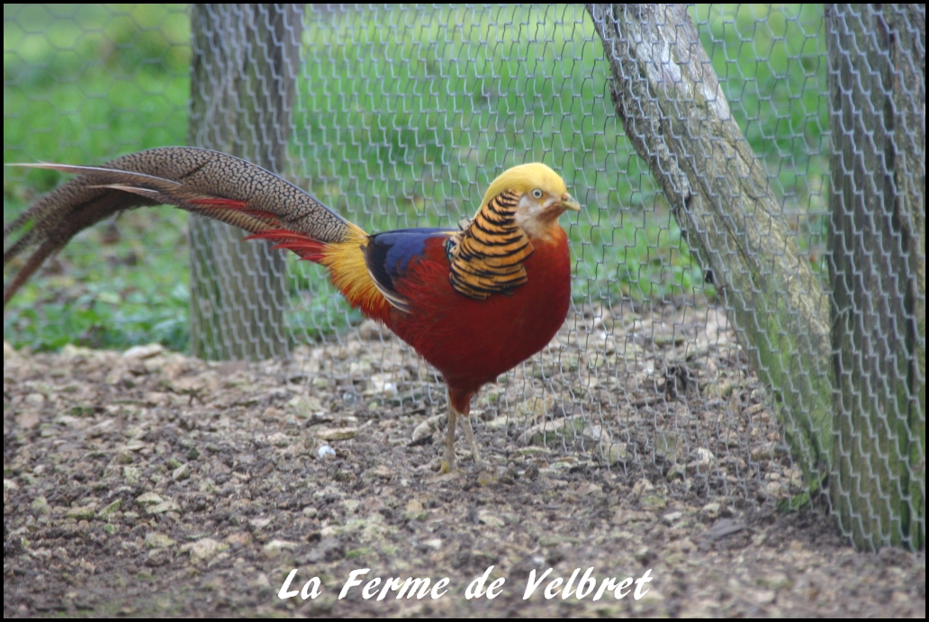 Faisan doré mâle - Ferme de velbret