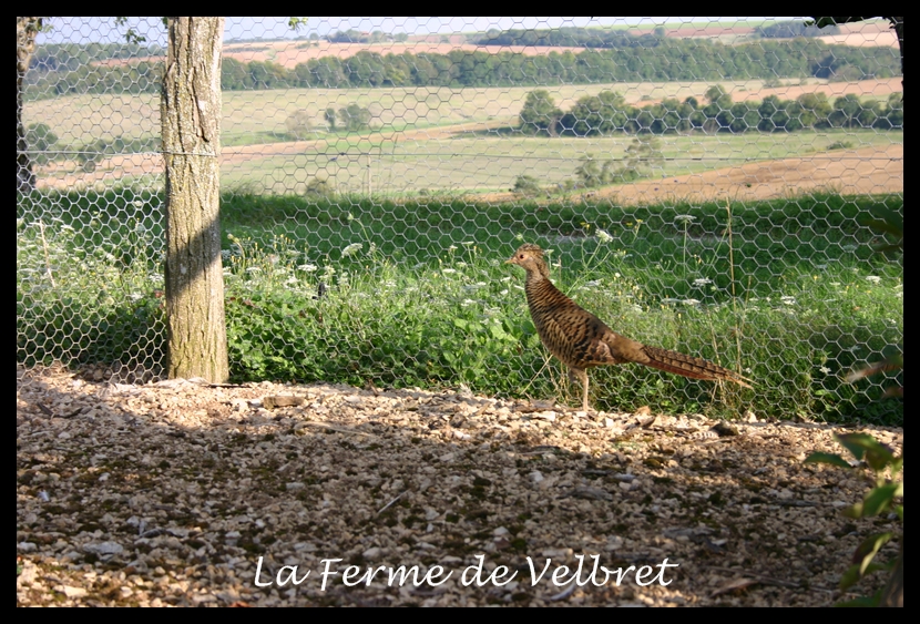 Faisan doré femelle - Ferme de velbret