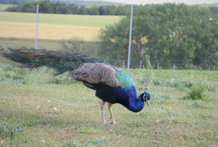 2022 paon ferme de velbret