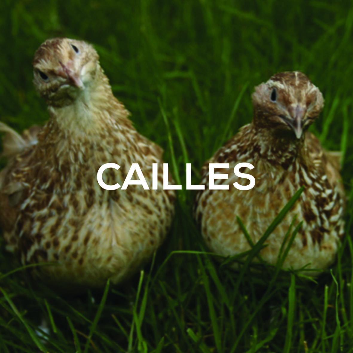 Cailles dispo ferme de velbret