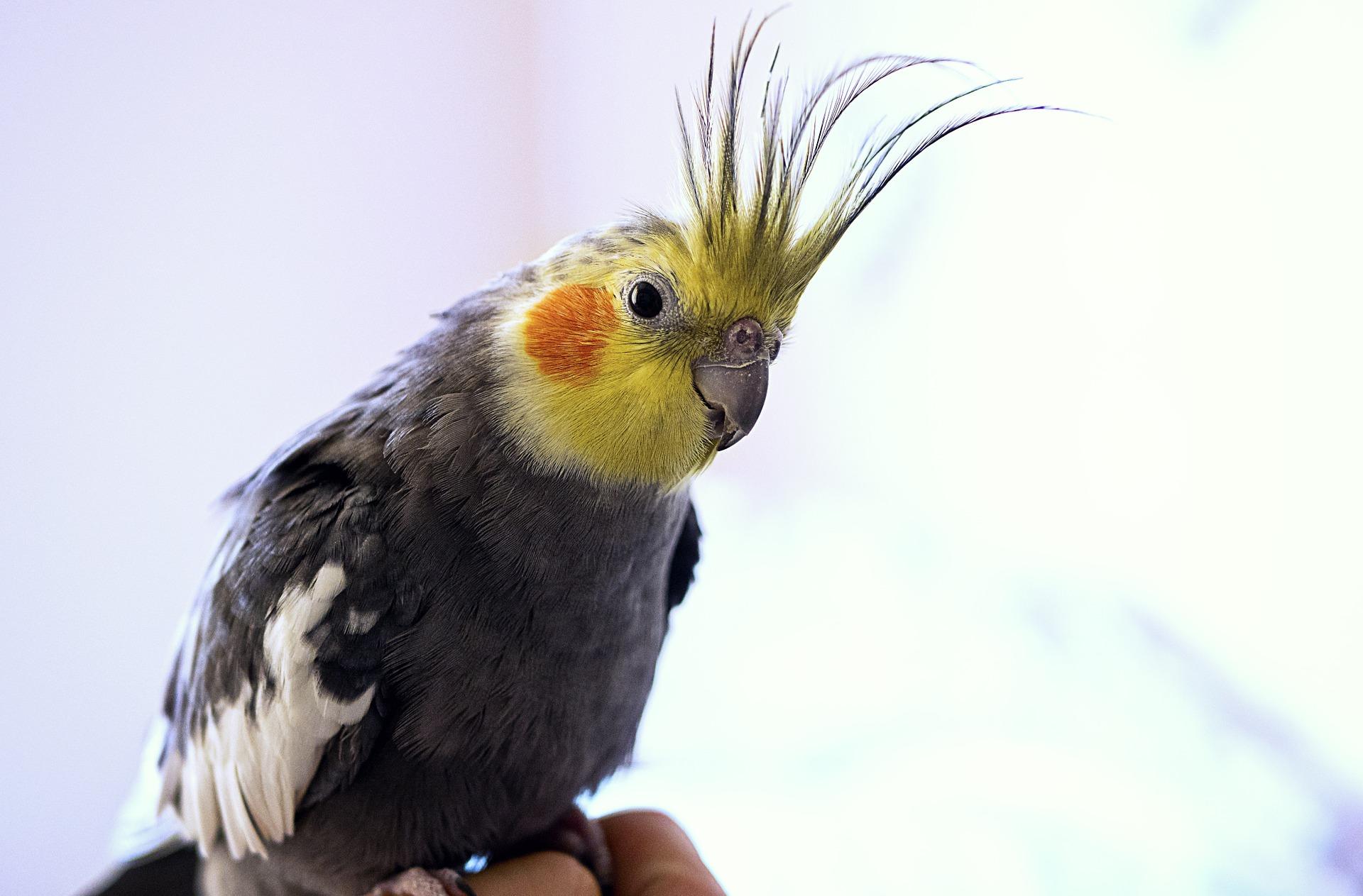 Cockatiel 1213758 1920