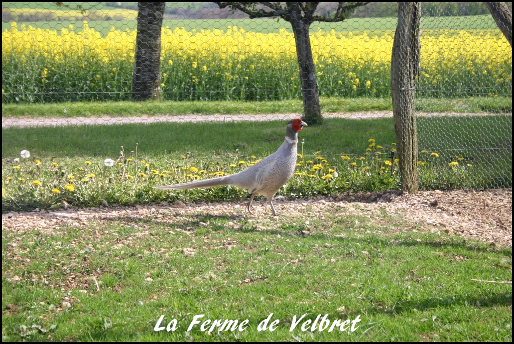 Faisan opale - Ferme de velbret