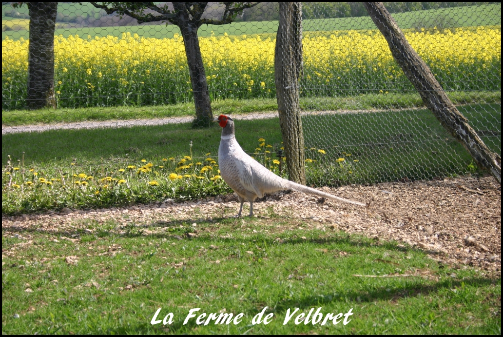 Faisan opale mâle - Ferme de velbret