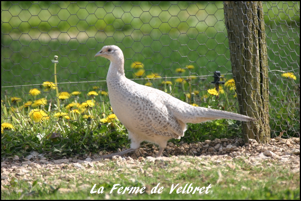 Faisan opale femelle - Ferme de velbret