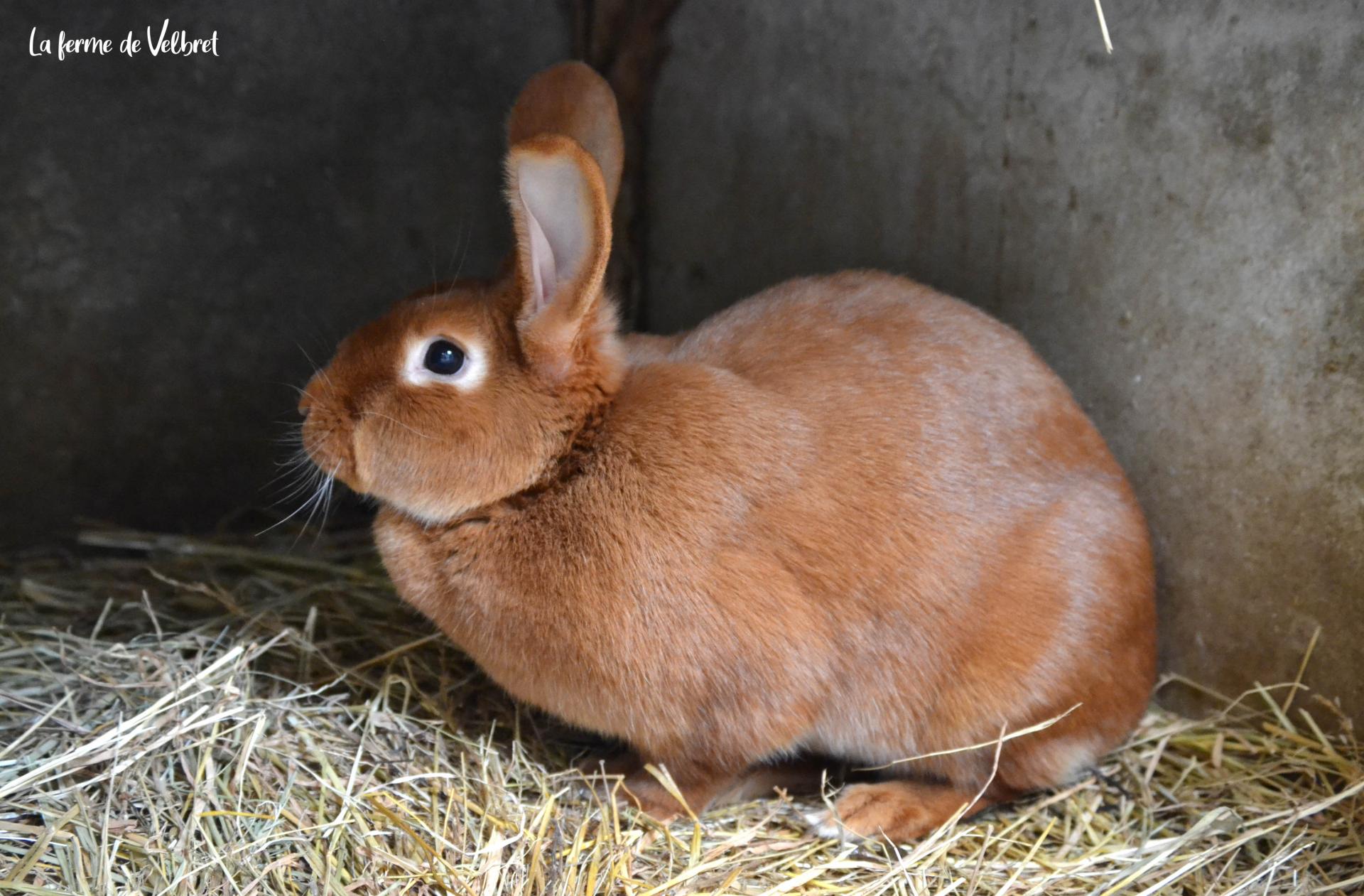 Fauve de bourgone2 ferme de velbret