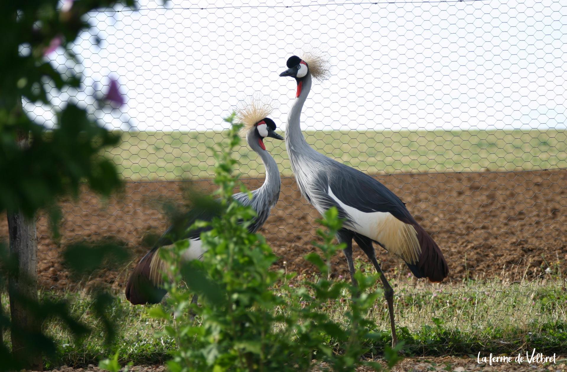 Grue couronnee grise ferme de velbret