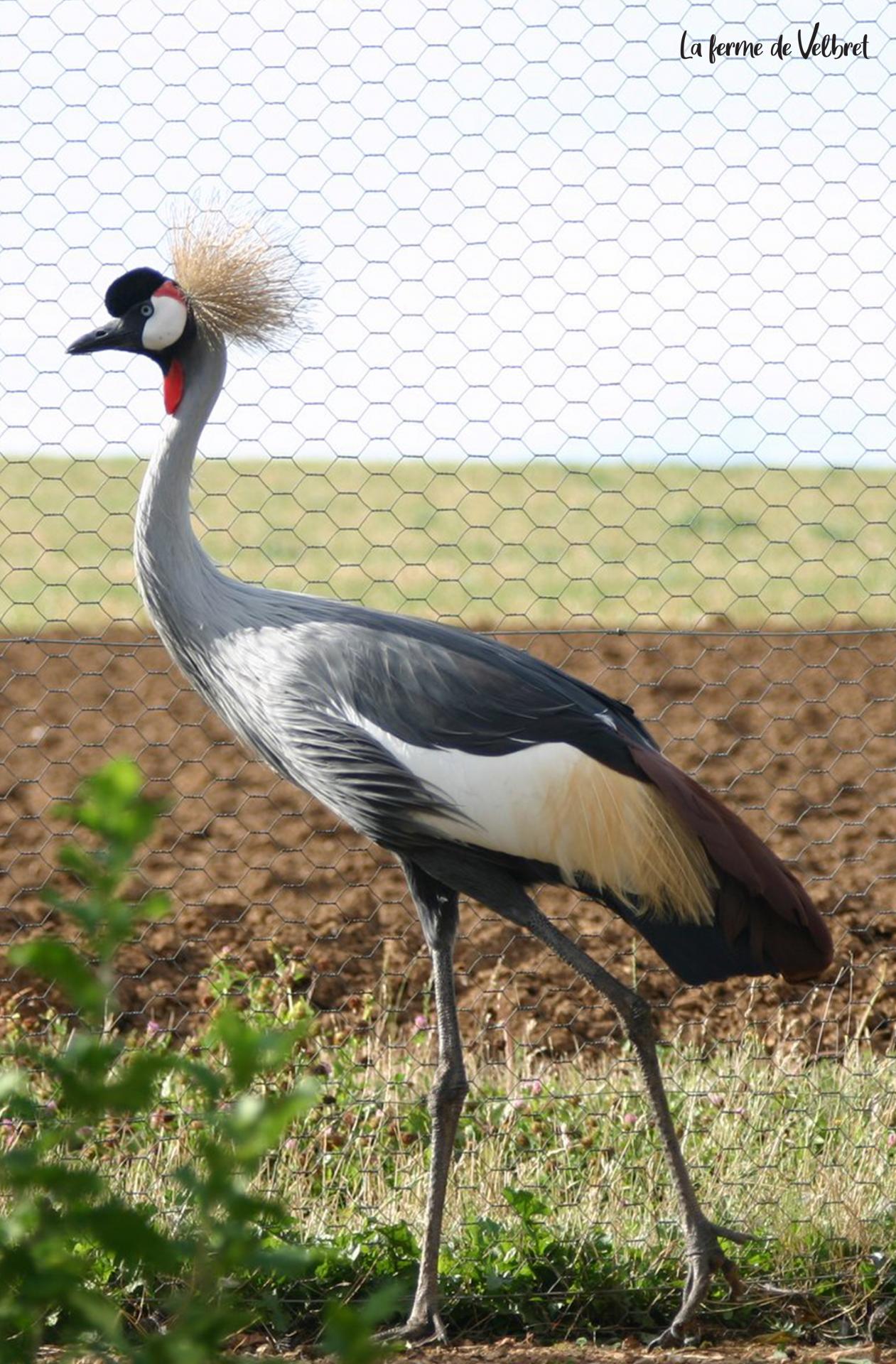 Grue couronnee grise ferme de velbret 6