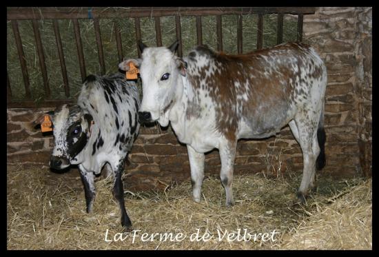 Img 1538 la ferme de velbret