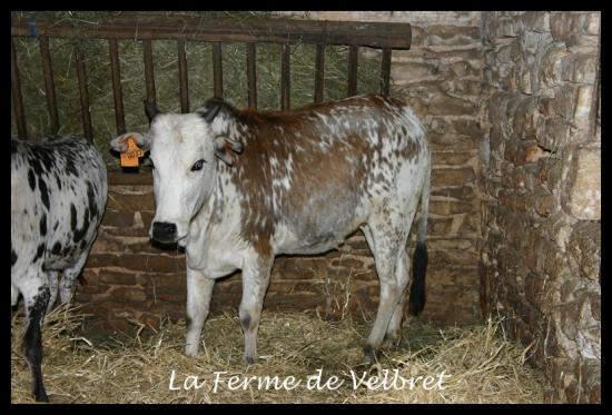 Img 1539 la ferme de velbret