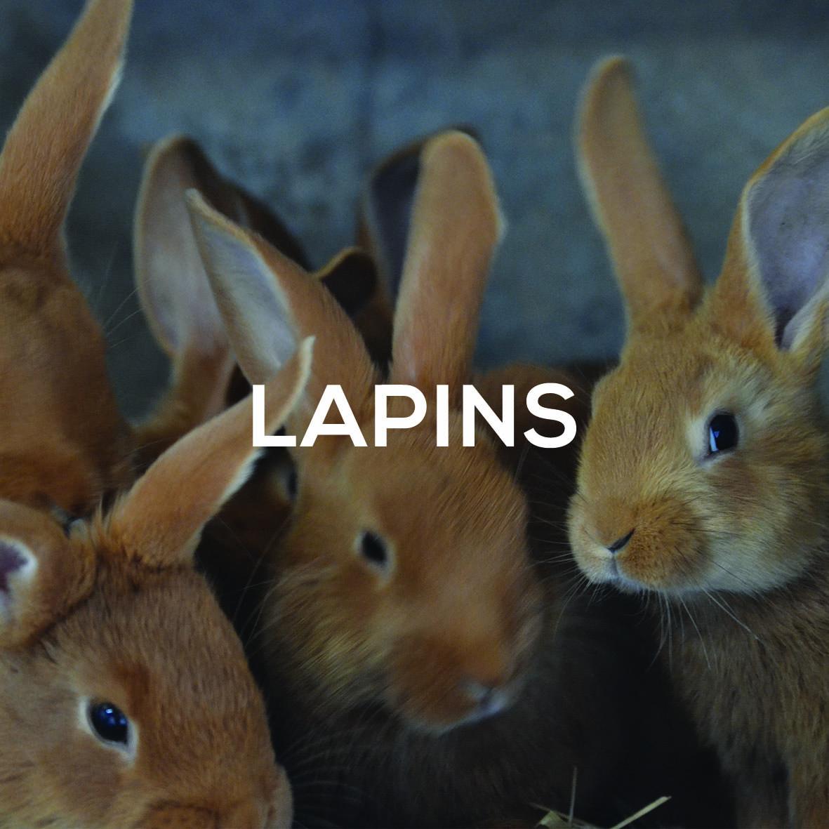 Lapins