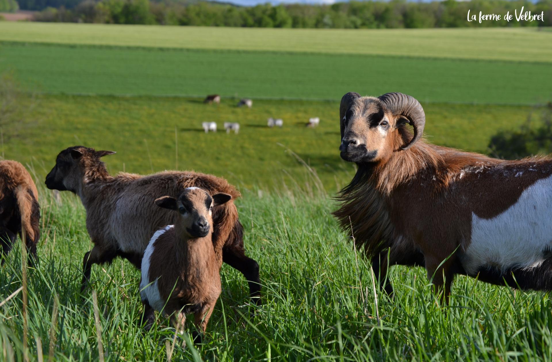 Mouton du cameroun ferme de velbret