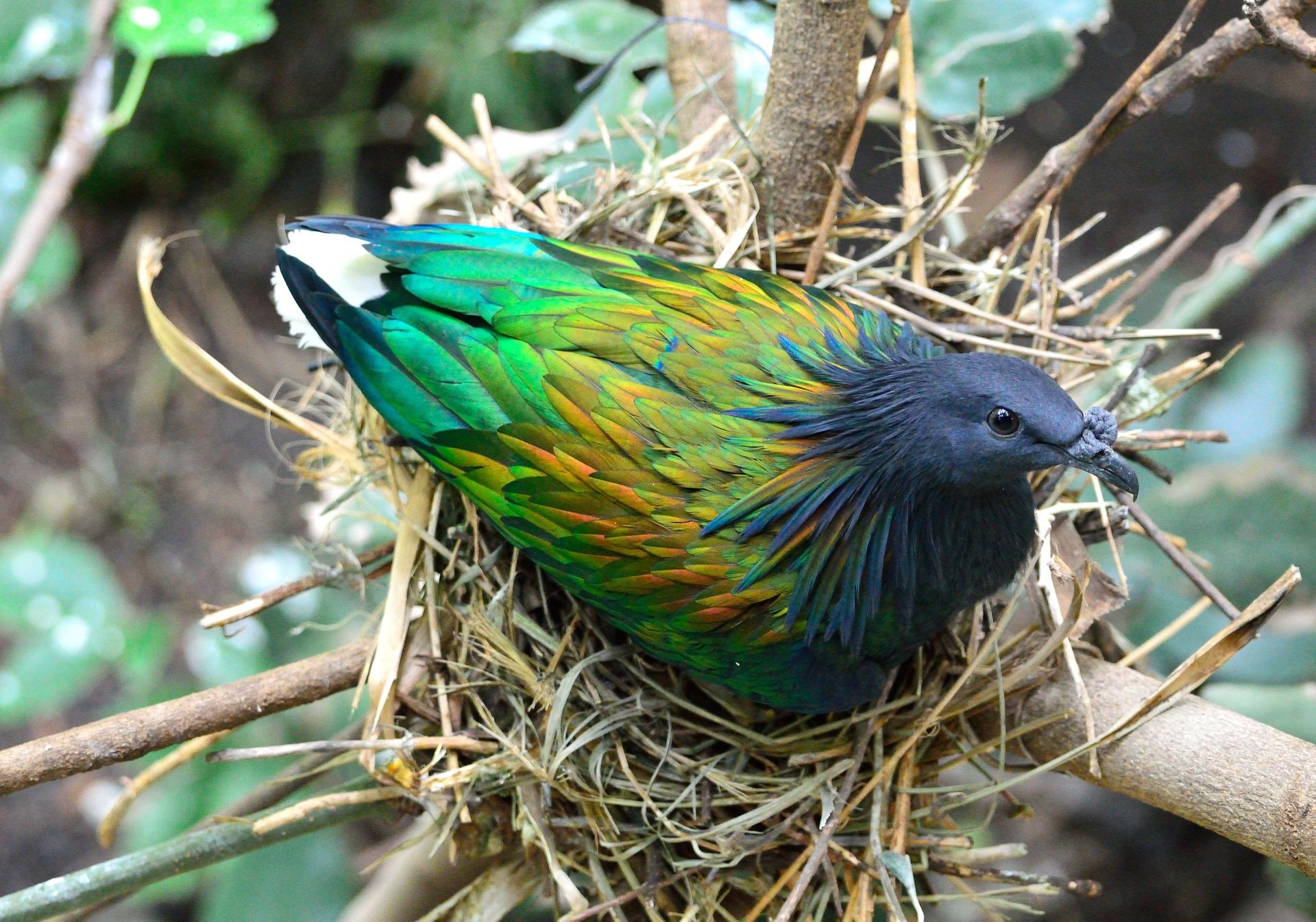 Nicobar pigeon 317853 1920