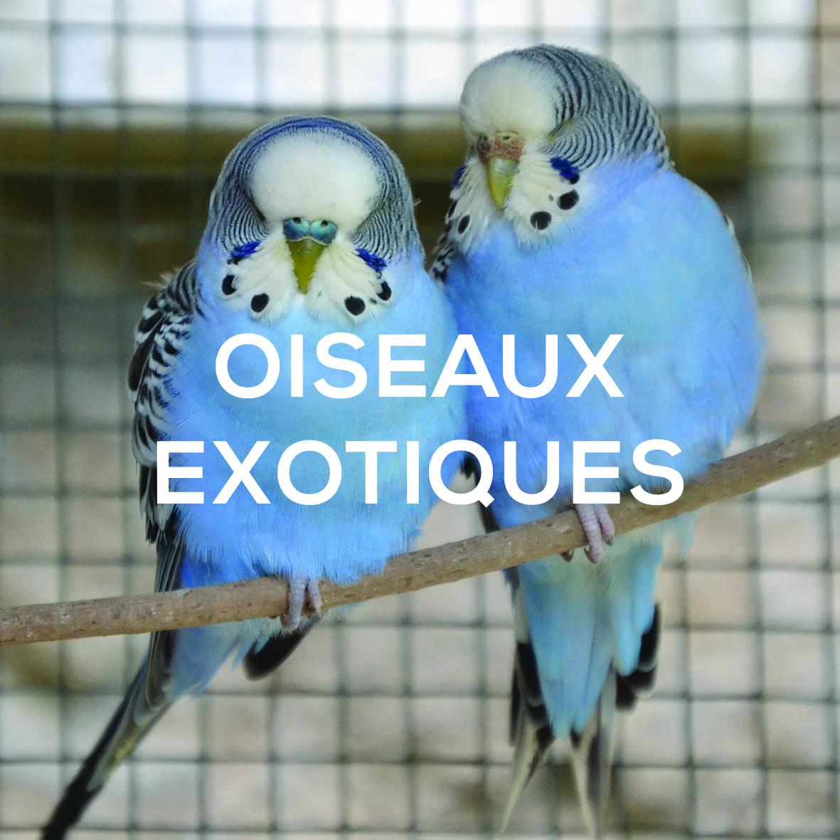 Oiseaux exotiques dispo ferme de velbret