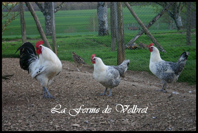 Bresse gauloise grise - Ferme de velbret