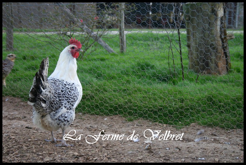 Bresse gauloise grise coq - Ferme de velbret