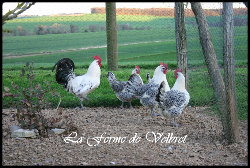 Bresse gauloise grise - Ferme de velbret