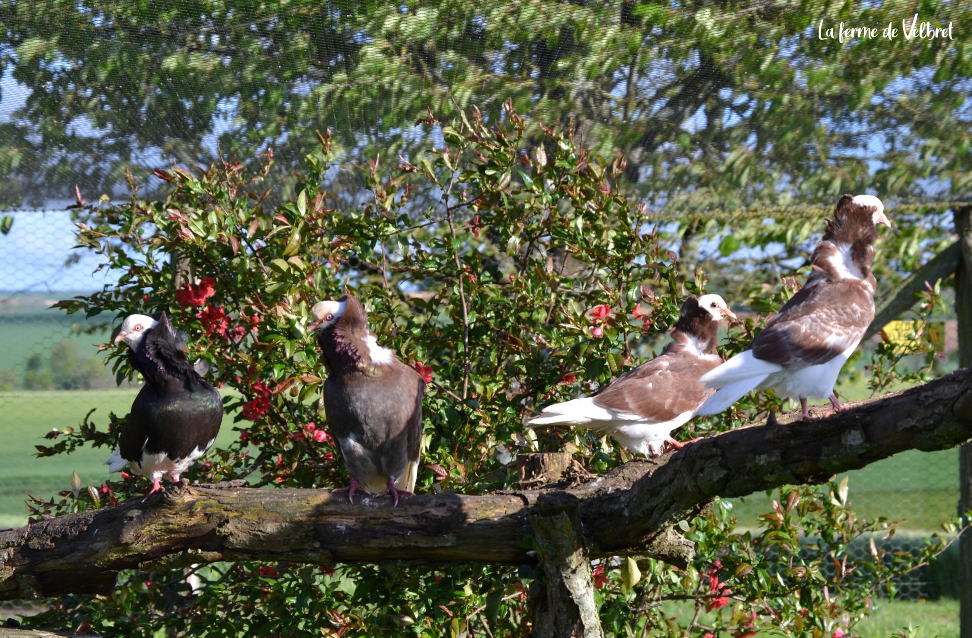 Pigeon capucin 2 ferme de velbret