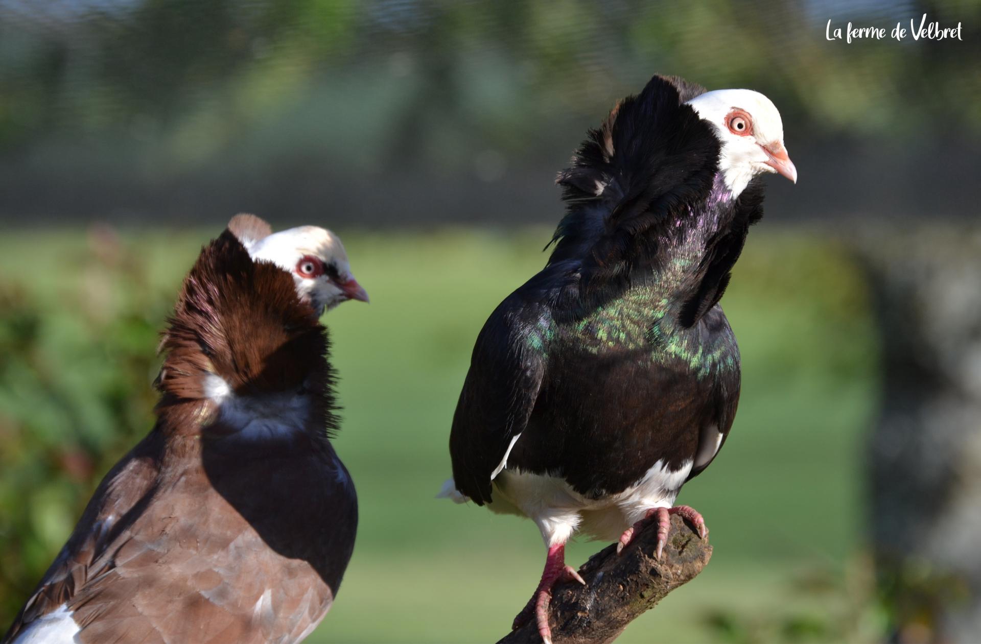 Pigeon capucin 3 ferme de velbret