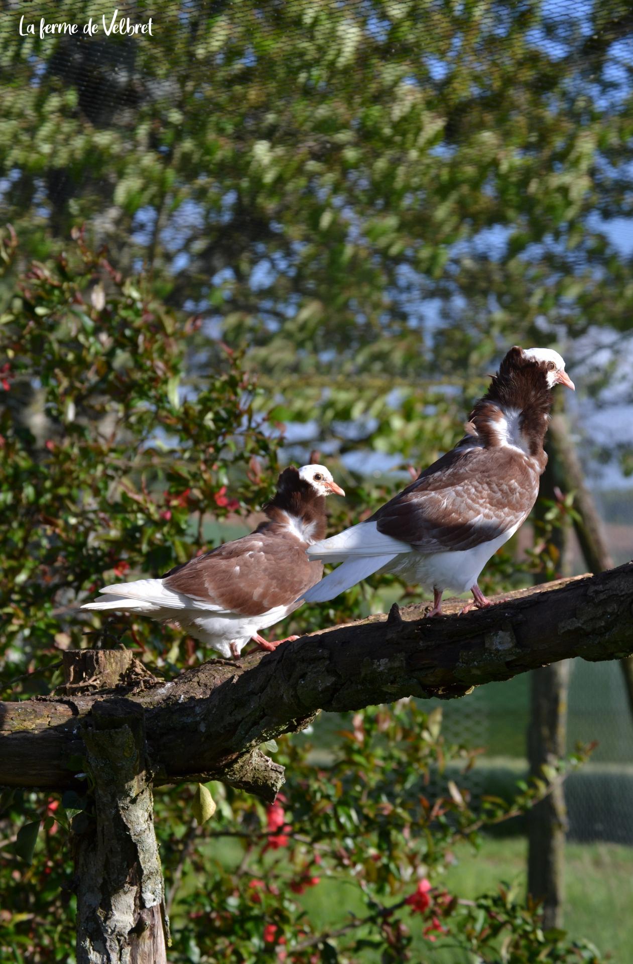 Pigeon capucin ferme de velbret