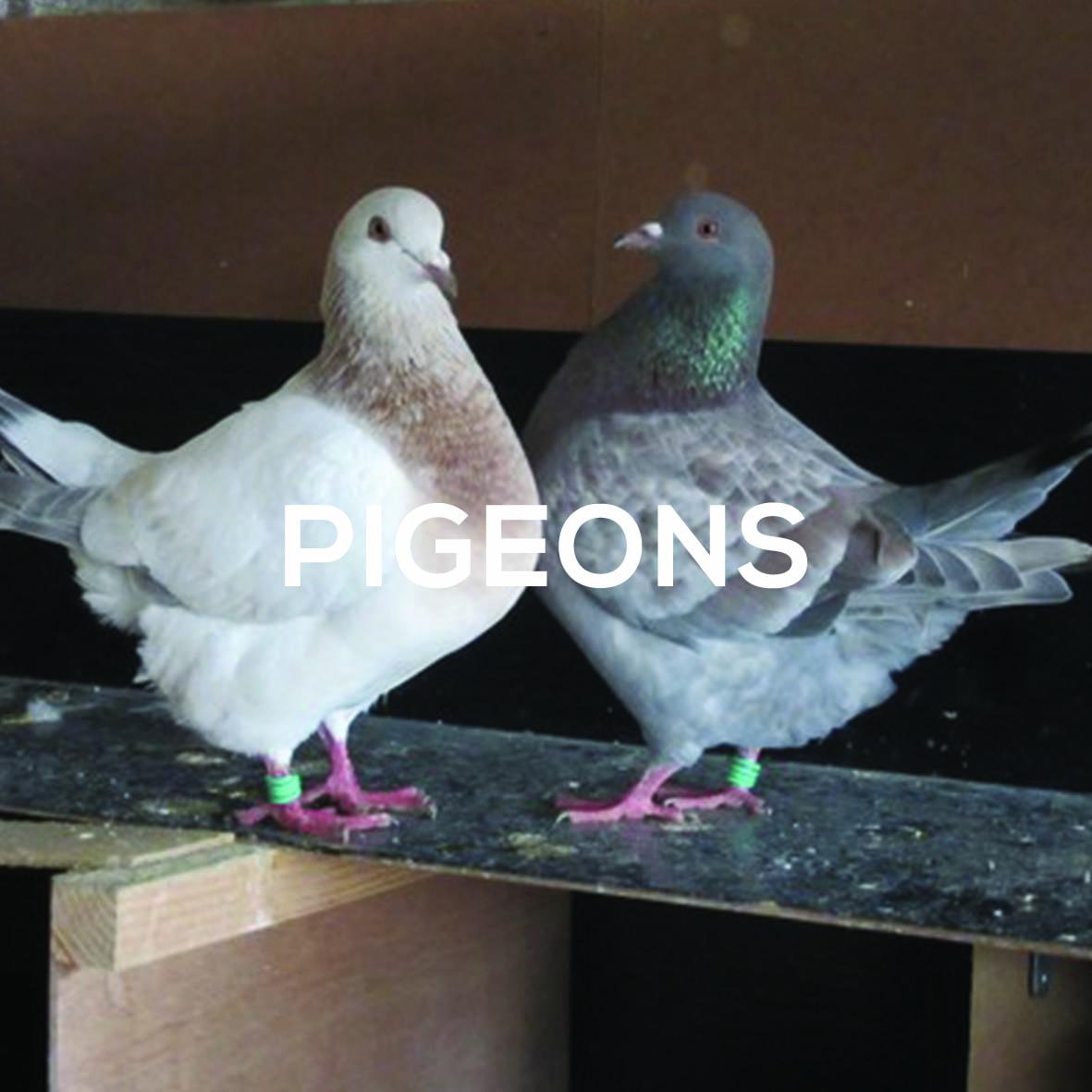 Pigeons dispo ferme de velbret