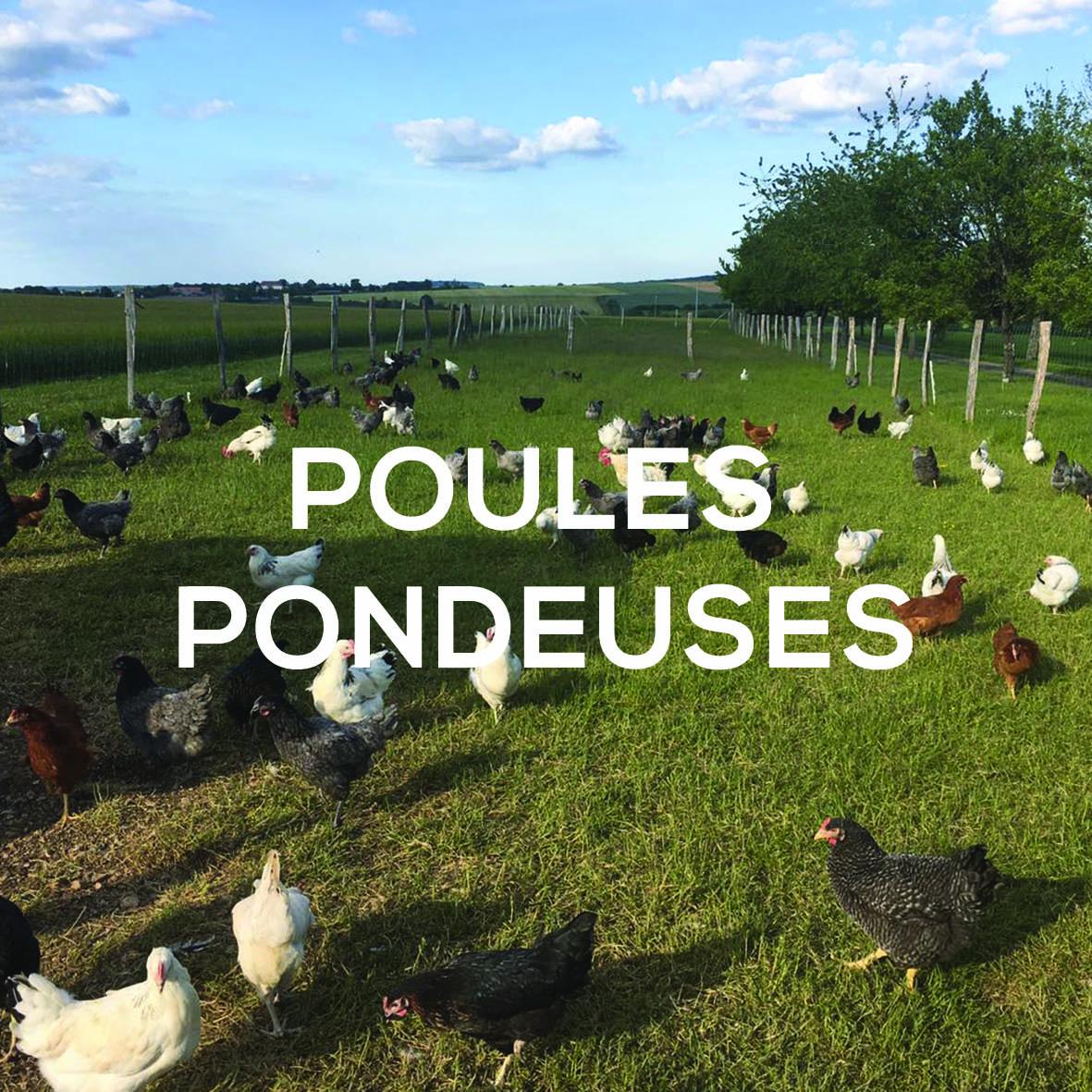 Poules pondeuses dispo ferme de velbret