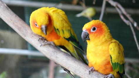 conures soleil ferme de velbret