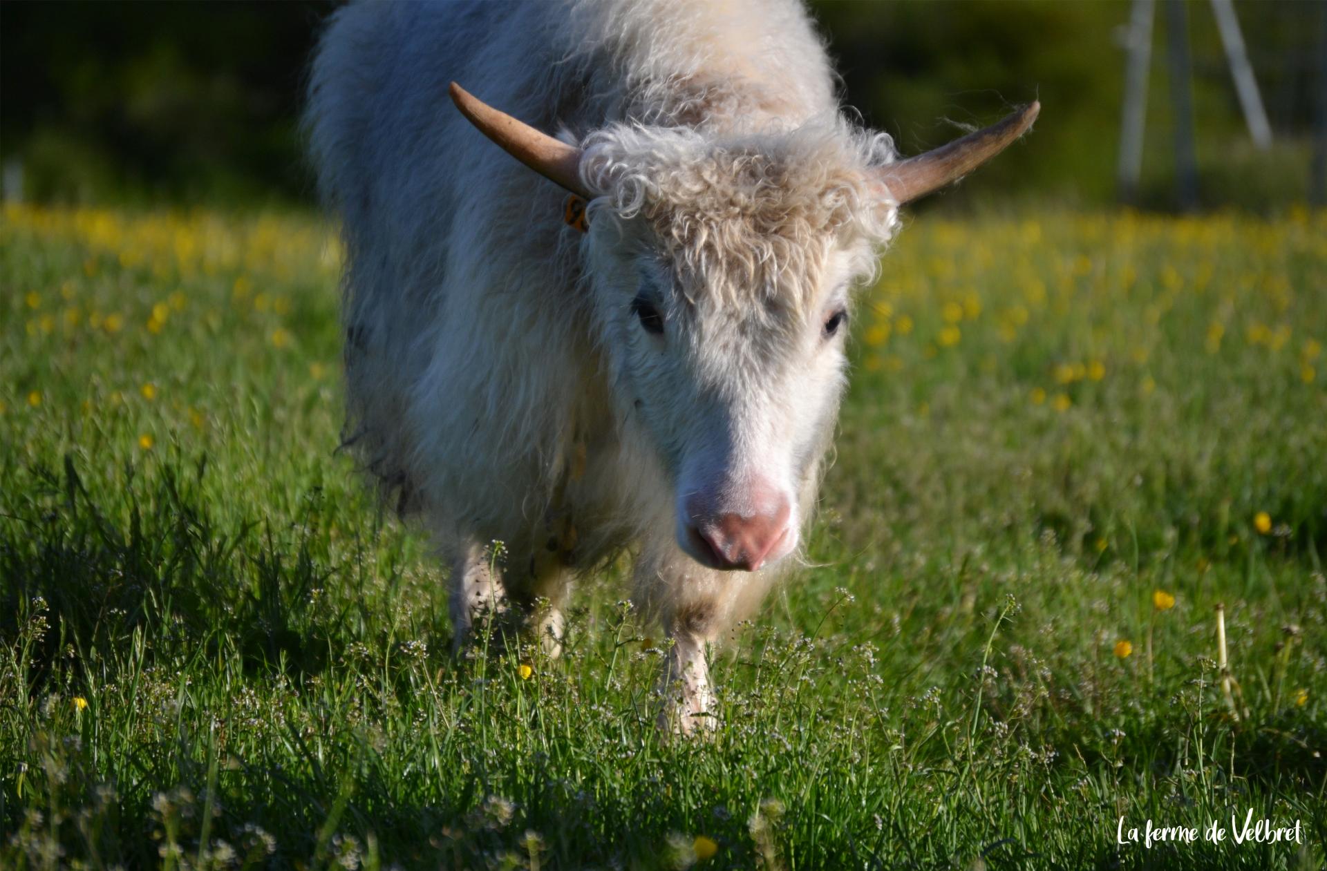 Yack 2 ferme de velbret