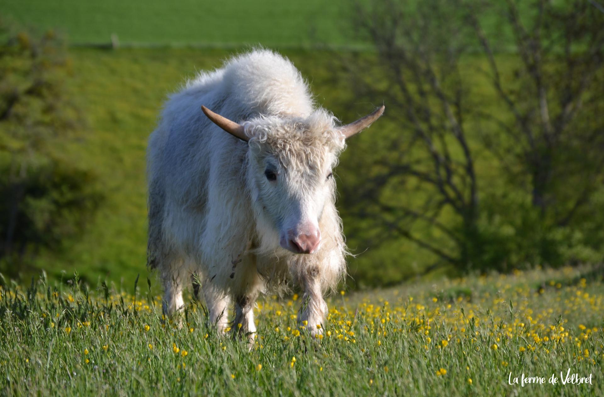 Yack ferme de velbret