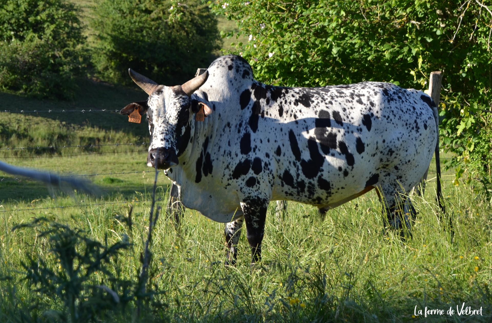 Ze bus nain de ceylan zebulon ferme de velbret